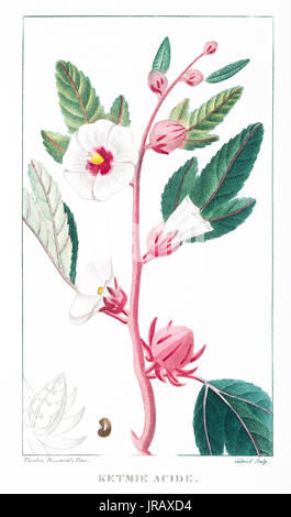 Ketmie Acide Gravur print Stockfoto