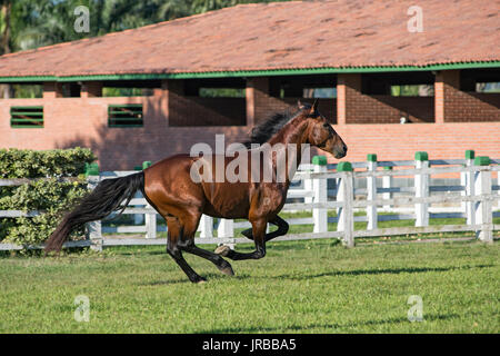 Mangalarga Marchador Hengst in Brasilien Stockfoto