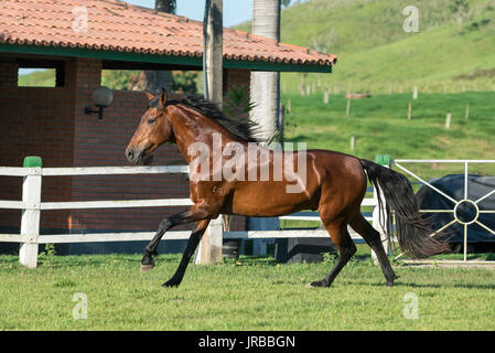 Mangalarga Marchador Hengst in Brasilien Stockfoto