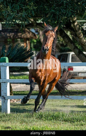 Mangalarga Marchador Hengst in Brasilien Stockfoto