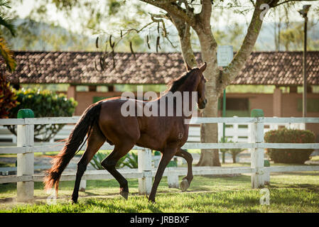 Mangalarga Marchador Hengst in Brasilien Stockfoto