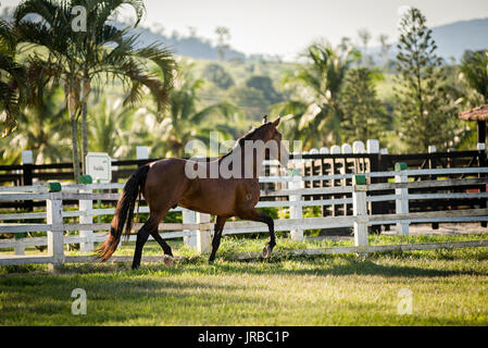 Mangalarga Marchador Hengst in Brasilien Stockfoto