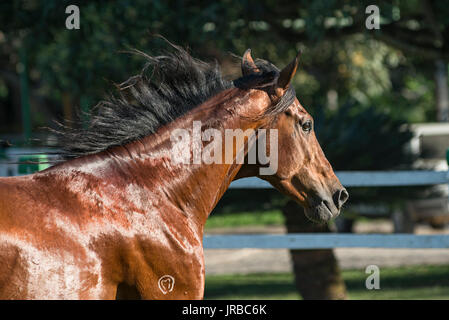 Mangalarga Marchador Hengst in Brasilien Stockfoto