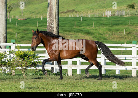 Mangalarga Marchador Hengst in Brasilien Stockfoto