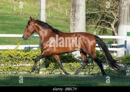 Mangalarga Marchador Hengst in Brasilien Stockfoto