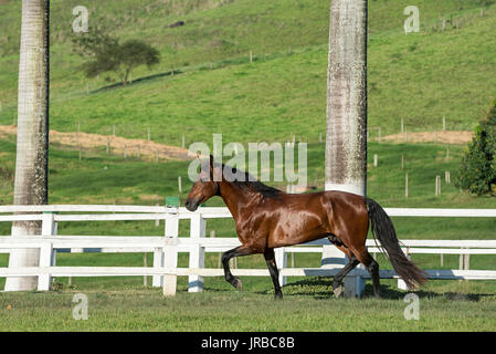 Mangalarga Marchador Hengst in Brasilien Stockfoto