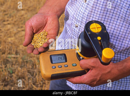 Landwirt mit Getreide Feuchtigkeitsmesser Wassergehalt in Weizen Korn im Feld zu Testen vor der Ernte in England Stockfoto