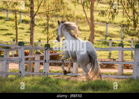 Grau Mangalarga marchador Hengst in Brasilien Stockfoto