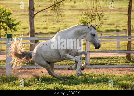 Grau Mangalarga marchador Hengst in Brasilien Stockfoto