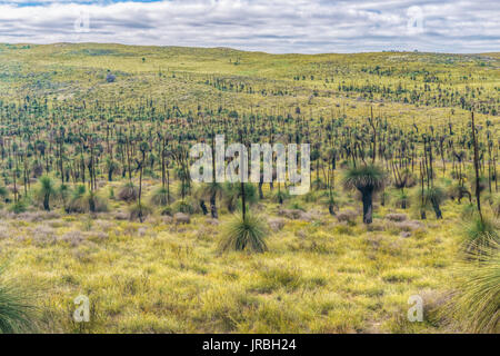 Tal voller Gras - Bäume, Western Australia. Stockfoto