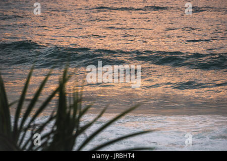 Surfer Paddeln bei Burleigh Heads an der Gold Coast in der Dämmerung mit dem goldenen Licht, Wasser und Pflanzen im Vordergrund. Stockfoto