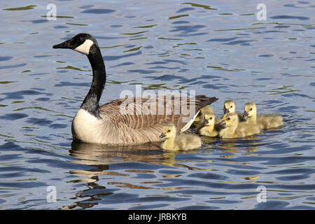 Eine Mutter Kanadagans schwimmen auf einem Teich mit ihrer Familie von gänschen Stockfoto