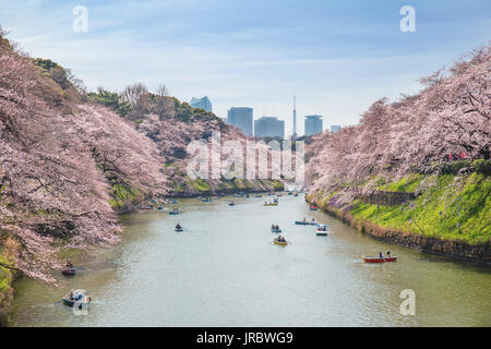 Blick auf massive Kirsche blüht in Tokio, Japan als Hintergrund. Photoed in Chidorigafuchi, Tokio, Japan. Stockfoto