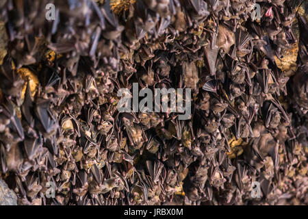 Viele Fledermäuse hängen an der Decke der Höhle Pura Goa Lawah in Bali, Indonesien. Stockfoto