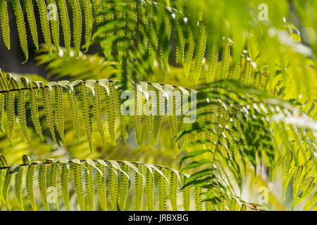 Frische junge grünen Farnblätter close-up Stockfoto