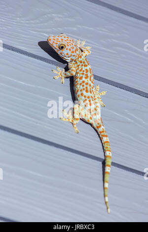 Tokay Gecko auf Holzwand in Thailand Stockfoto