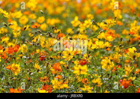Viele gelbe und orange Blumen auf der Wiese Stockfoto