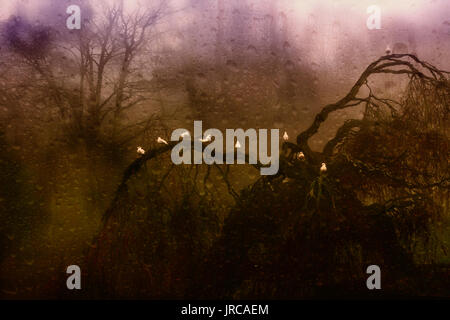 Blick durch eine misty Fenster mit Regentropfen auf Vögel thront auf einem toten Trauerweide Baum im Nebel Stockfoto