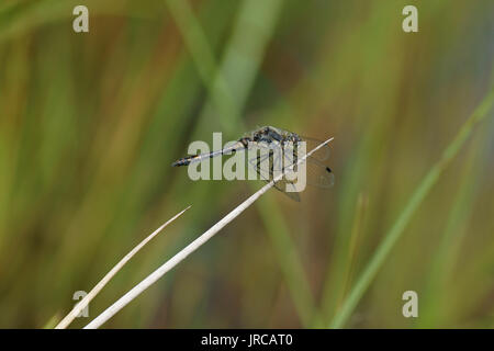 Schwarz-Darter (Sympetrum Danae) Stockfoto