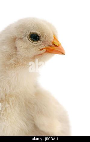 schöne Huhn isoliert auf weiss Stockfoto