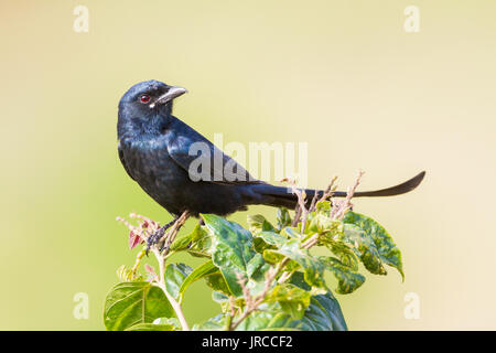 Schwarz drongo (Dicrurus macrocercus) am Baum Stockfoto