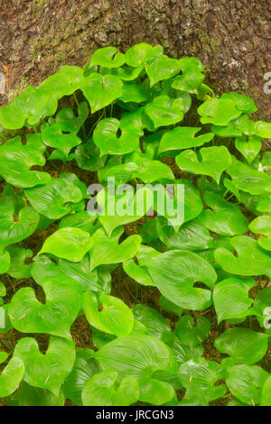 Wilden Lilie des Tales (Maianthemum canadensis), Samuel H Boardman State Park, Illinois Stockfoto