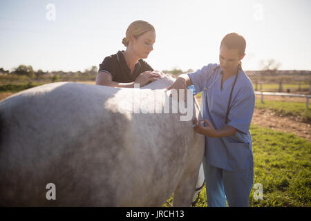 Frau streicheln beim Tierarzt Geben der Injektion am Pferd im Stall Stockfoto