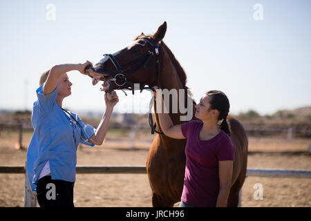 Frau Unterstützung der Tierarzt zur Kontrolle Pferd Zähne beim Stehen auf Feld im Fahrerlager Stockfoto