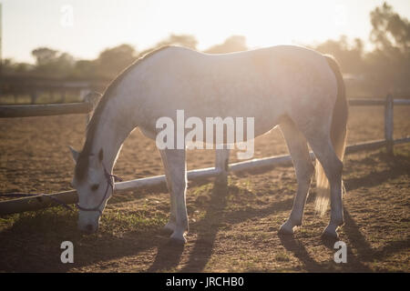 Pferd weiden auf Feld an der Scheune während der sonnigen Tag Stockfoto