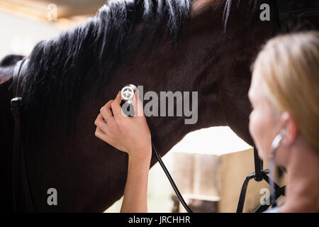 In der Nähe der weiblichen Tierarzt prüfen Pferd bei der Arbeit im Stall Stockfoto