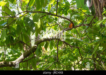 Organische Kakaofrucht pods (Theobroma cacao) hängt am Baum in der Natur. Kakaopflanze. Stockfoto