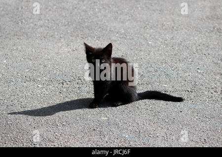 Kleine schwarze heimatlose Kätzchen sitzt auf dem Asphalt im Sommer Stockfoto