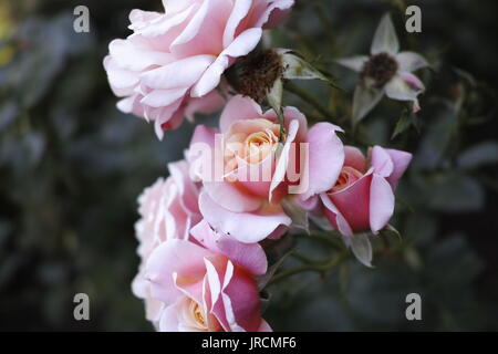 Eine Nahaufnahme Makroaufnahme eines Bündels von Pfirsich und rosa Rosen zu einem Busch. Stockfoto