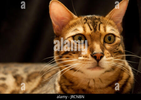 Eine Nahaufnahme von einem männlichen Erwachsenen, braun gefleckten Bengal-Katze. Stockfoto