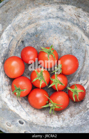 Solanum Lycopersicum. Abholung Home Tomaten in einem Metall gewachsen Pan. Großbritannien Stockfoto