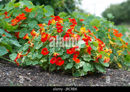 Tropaeolum majus. Kapuzinerkresse blüht in einem englischen Garten. VEREINIGTES KÖNIGREICH Stockfoto