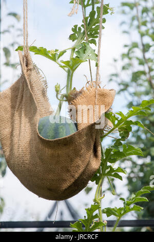 Citrullus lanatus. Wassermelone fascino f1 auf der Rebe bis aufgereiht Hessische unterstützt unterstützt. Großbritannien Stockfoto