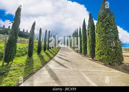Cypress Zeile in Val d'Orcia, Italien Stockfoto
