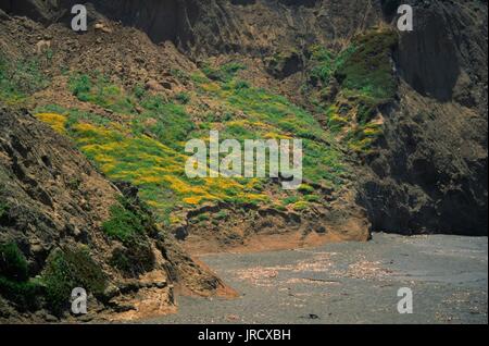 Nahaufnahme von Wildblumen, darunter die berühmten gelben Senfpflanzen Kaliforniens, die in der Nähe des Strandes von Mori Point, Teil des Golden Gate National Recreation Area in Pacifica, Kalifornien, am 20. Juni 2017 wachsen. Stockfoto