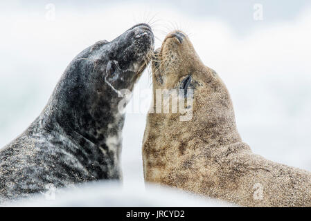Die Kegelrobbe (Halichoerus grypus), Tier Paar am Strand, Nordsee, Düne, Helgoland, Deutschland Stockfoto