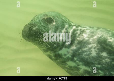 Kegelrobbe (Halichoerus grypus) Unterwasser, Tier Portrait, weiblich, Nordsee, Düne, Helgoland, Deutschland Stockfoto