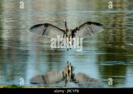 Great Blue heron Landung in Robert's Bay mit Reflexion - Sidney, British Columbia, Kanada. Stockfoto