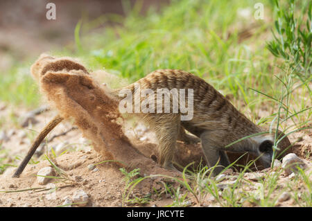 Erdmännchen oder erdmännchen (Suricata suricatta), Graben nach Beute, Regenzeit mit grüner Umgebung, Kalahari Wüste Stockfoto