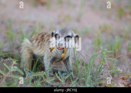 Erdmännchen oder erdmännchen (Suricata suricatta), Fütterung auf einem Skorpion (Scorpiones), Regenzeit mit grünem Gras, Kalahari Wüste Stockfoto