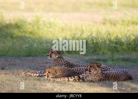 Gepard (Acinonyx jubatus), Weibchen mit ihren zwei Subadult weibliche Jungtiere, ruht Nach zugeführt, während der Regenzeit in Grün Stockfoto