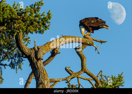 Weißkopfseeadler Reinigung talons auf Douglas Fir mit Blick auf Robert's Bay mit Waxing gibbous Mond - Sidney, British Columbia, Kanada. Note-Digital Composite i Stockfoto