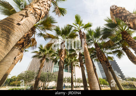 Palmen in Downtown Los Angeles, Kalifornien Stockfoto