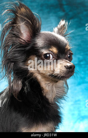 Dies ist ein Kopfschuss eines Langhaarige schwarze Chihuahua, schaut er in die Kamera über die Schulter. Stockfoto