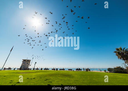 Vögel fliegen unter der strahlenden Sonne in Laguna Beach, Kalifornien Stockfoto