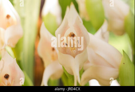 Nahaufnahme eines Anguloa Virginalis RHS Garden Wisley in Woking, Surrey, Großbritannien Stockfoto